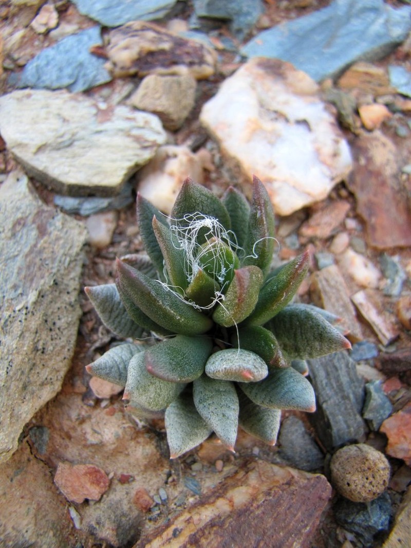 Anacampseros affinis photo 4