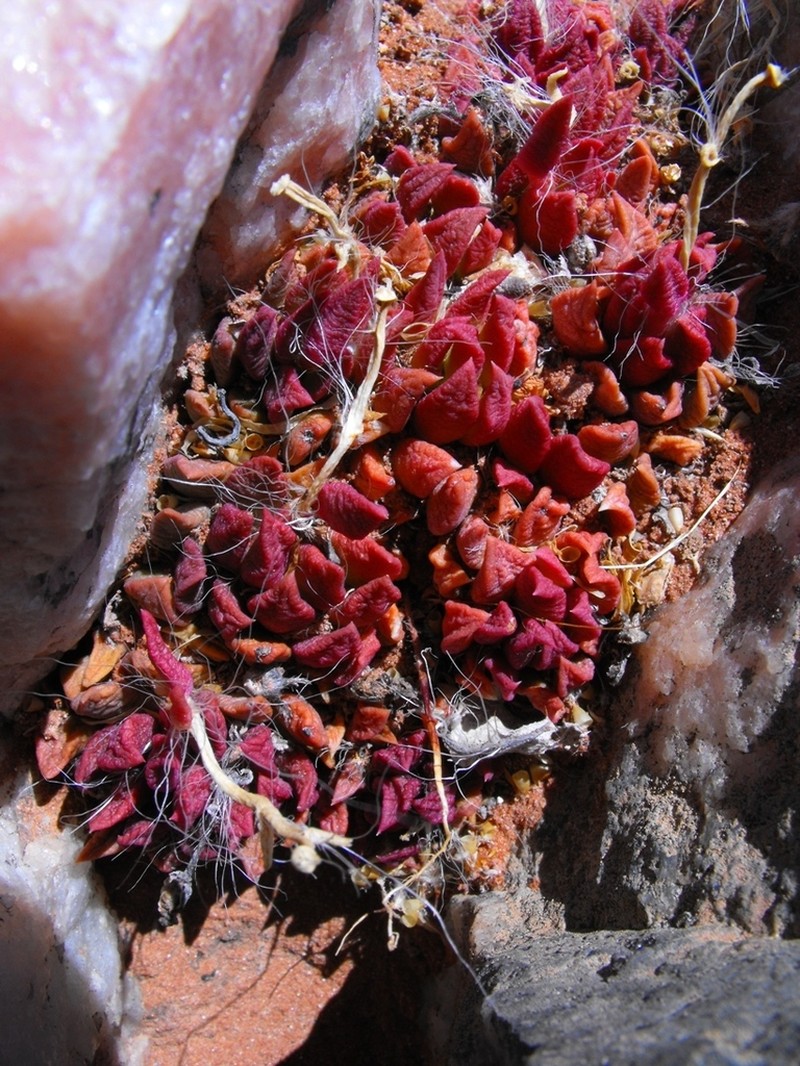 Anacampseros affinis photo 5