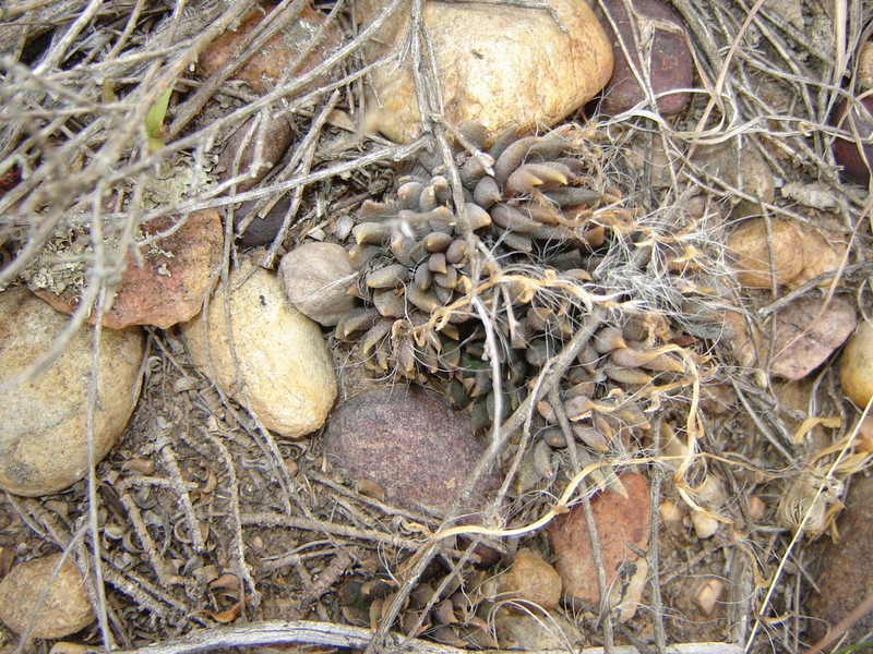 Anacampseros affinis photo 6