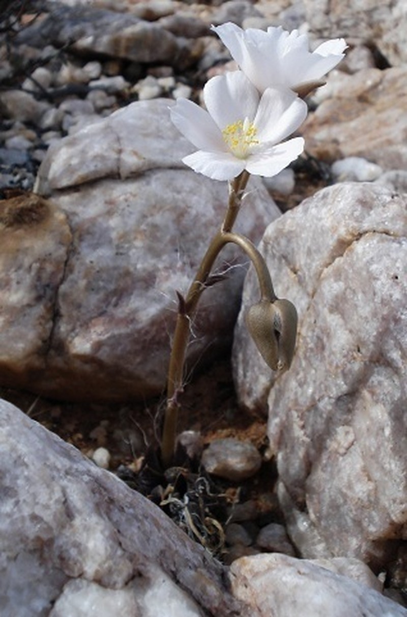 Anacampseros affinis photo 8