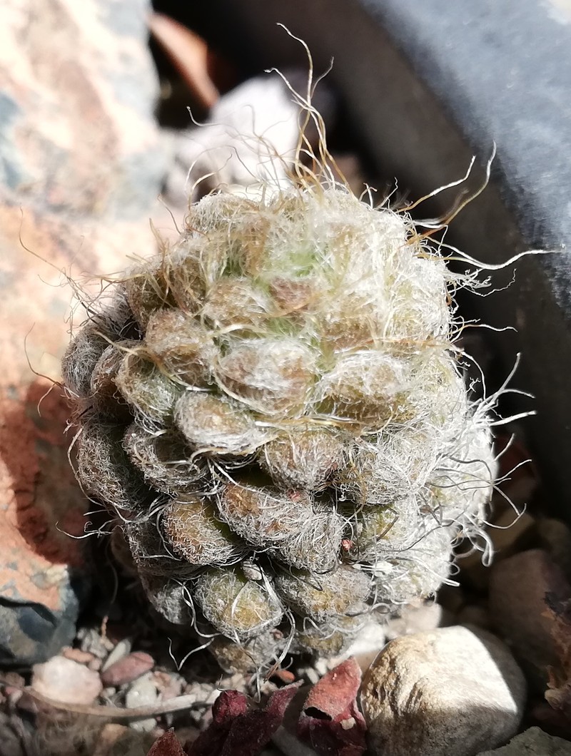 Anacampseros albidiflora photo 2
