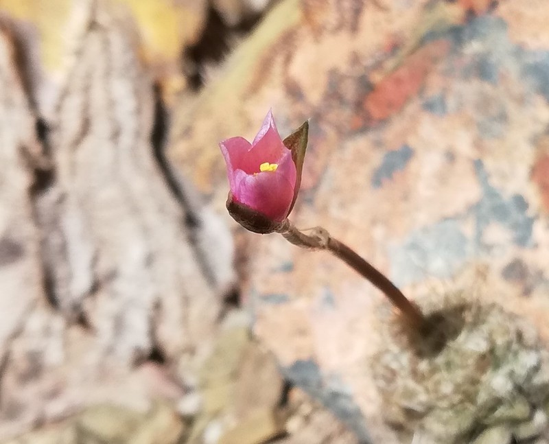 Anacampseros albidiflora photo 3