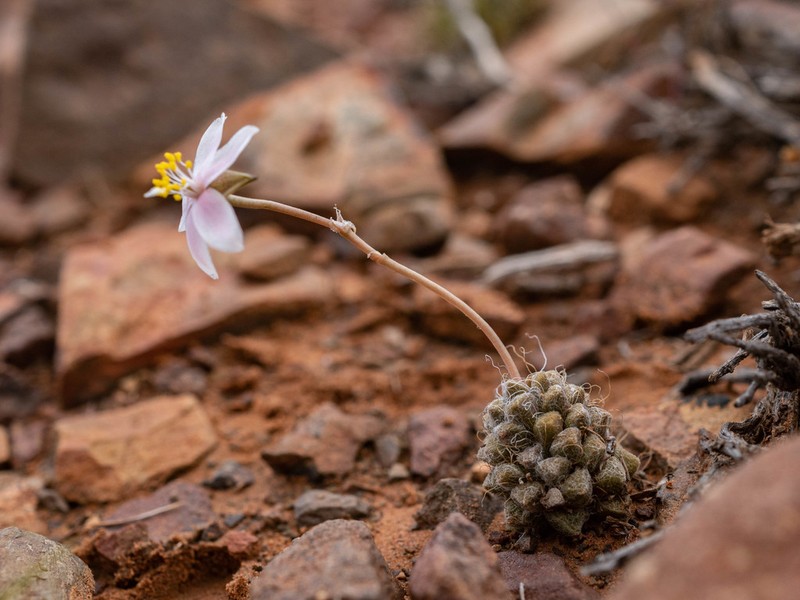 Anacampseros albidiflora photo 4