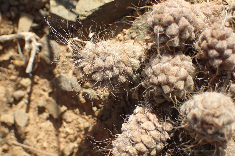Anacampseros albidiflora photo 5