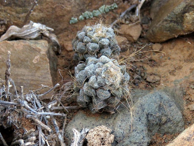 Anacampseros albidiflora photo 6