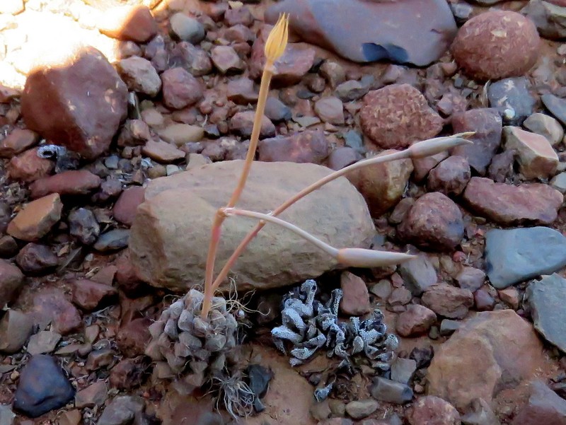 Anacampseros albidiflora photo 7