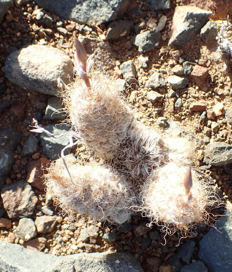Anacampseros albidiflora photo 8