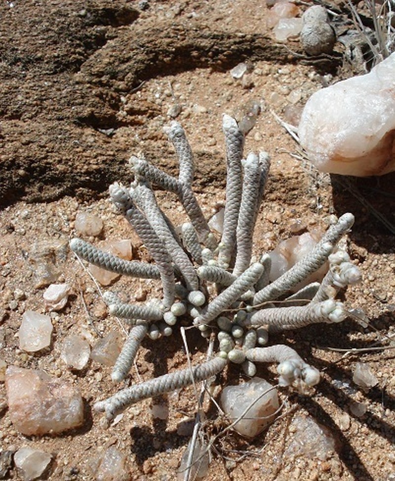 Anacampseros albissima photo 2