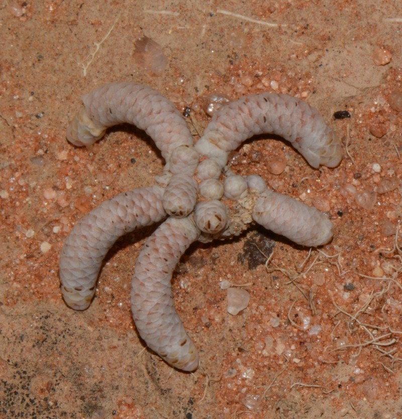 Anacampseros albissima photo 4