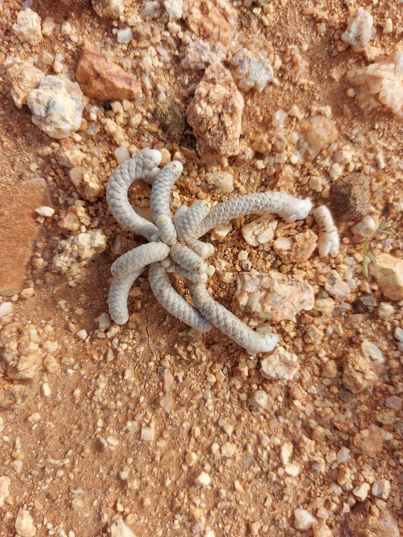 Anacampseros albissima photo 6