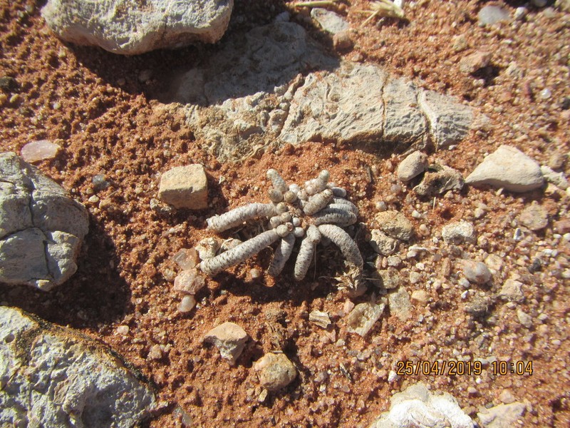 Anacampseros albissima photo 7