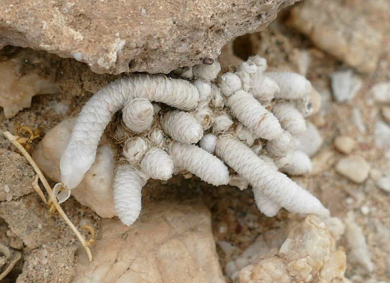 Anacampseros albissima photo 8