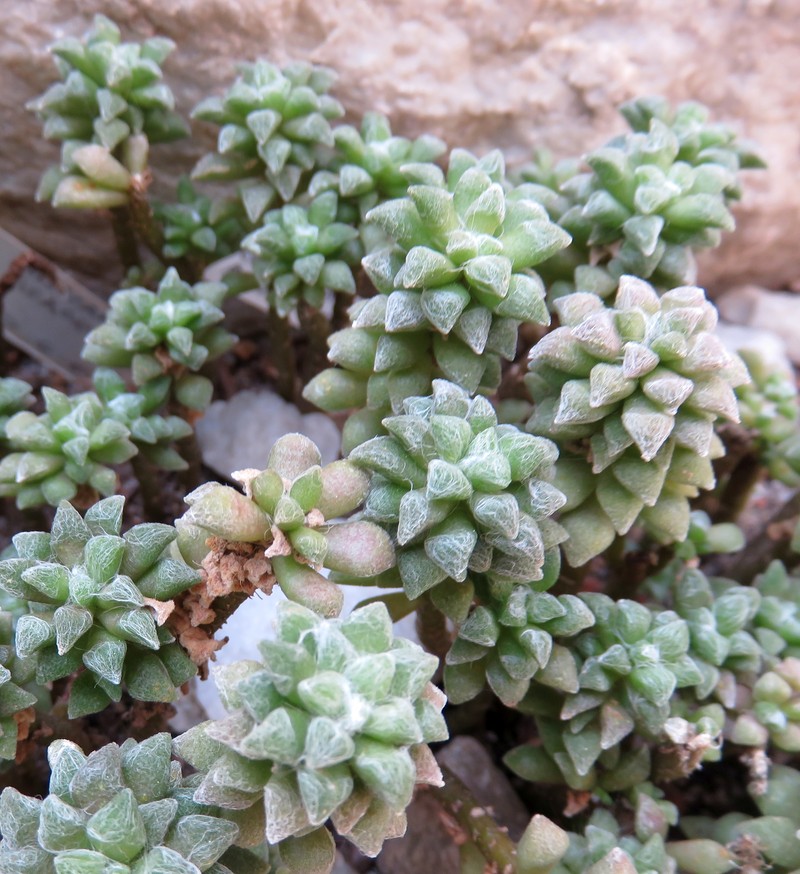 Anacampseros arachnoides