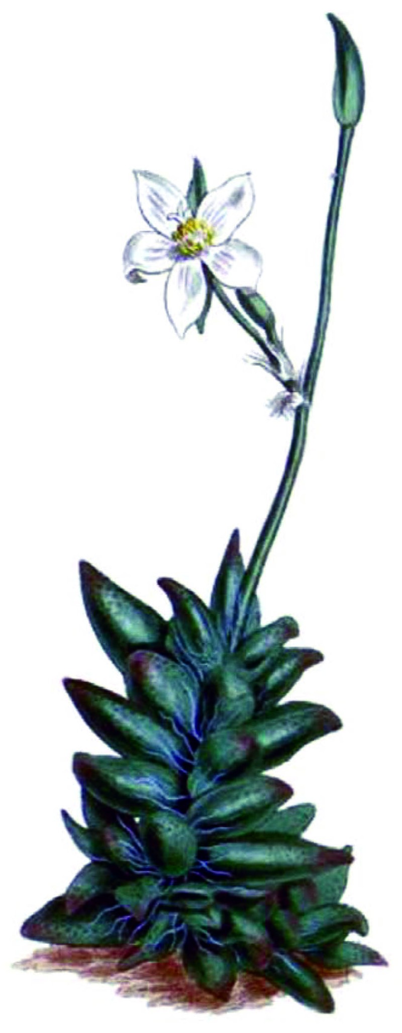 Anacampseros arachnoides photo 2