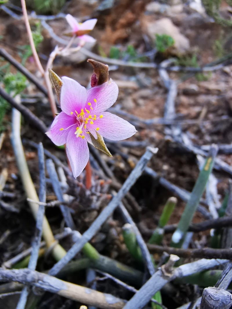 Anacampseros arachnoides photo 8
