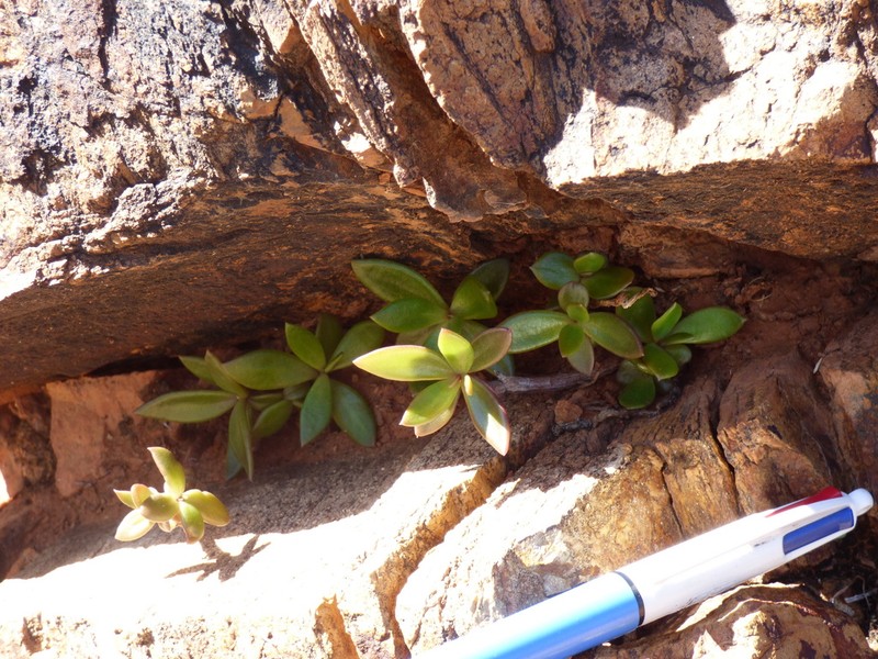 Anacampseros australiana