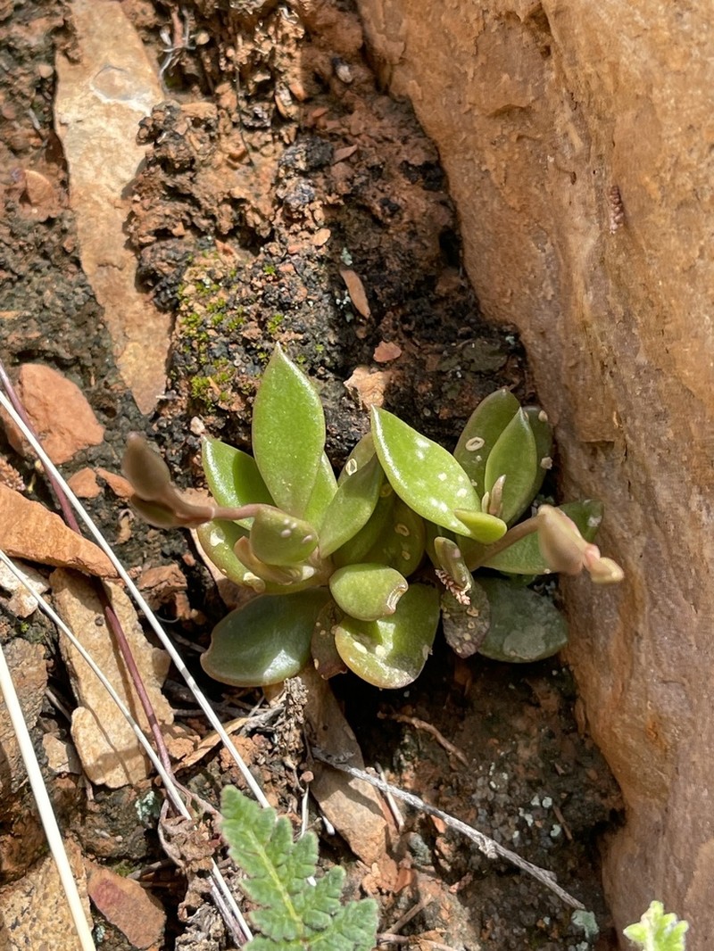 Anacampseros australiana photo 3