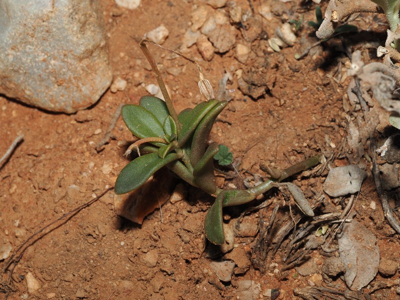 Anacampseros australiana photo 6