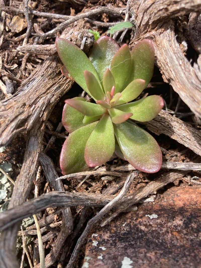 Anacampseros australiana photo 8