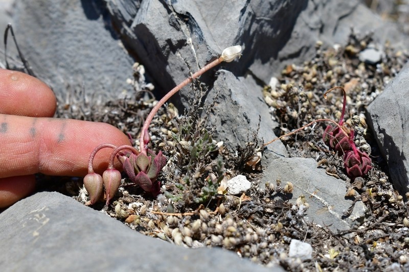 Anacampseros coahuilensis