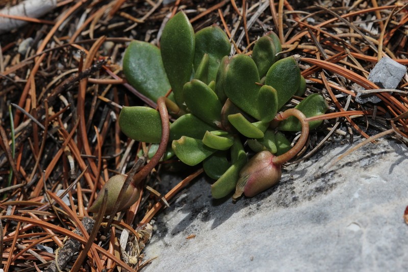 Anacampseros coahuilensis photo 2