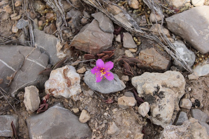 Anacampseros coahuilensis photo 3