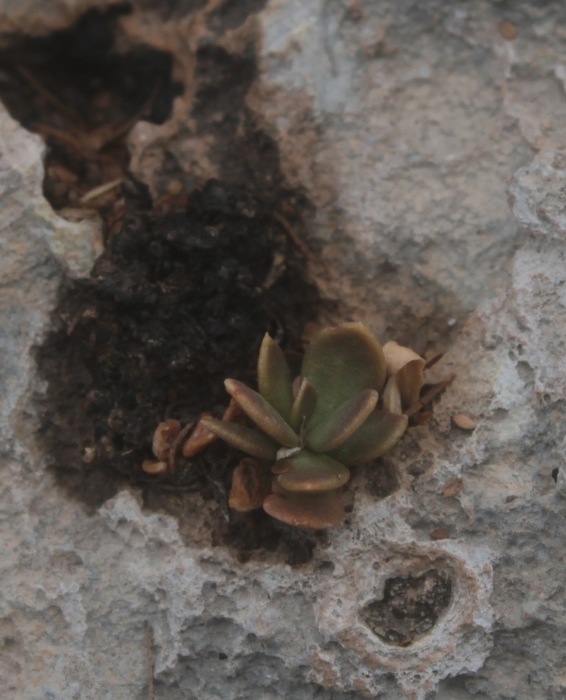 Anacampseros coahuilensis photo 4