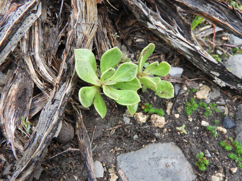 Anacampseros coahuilensis photo 5
