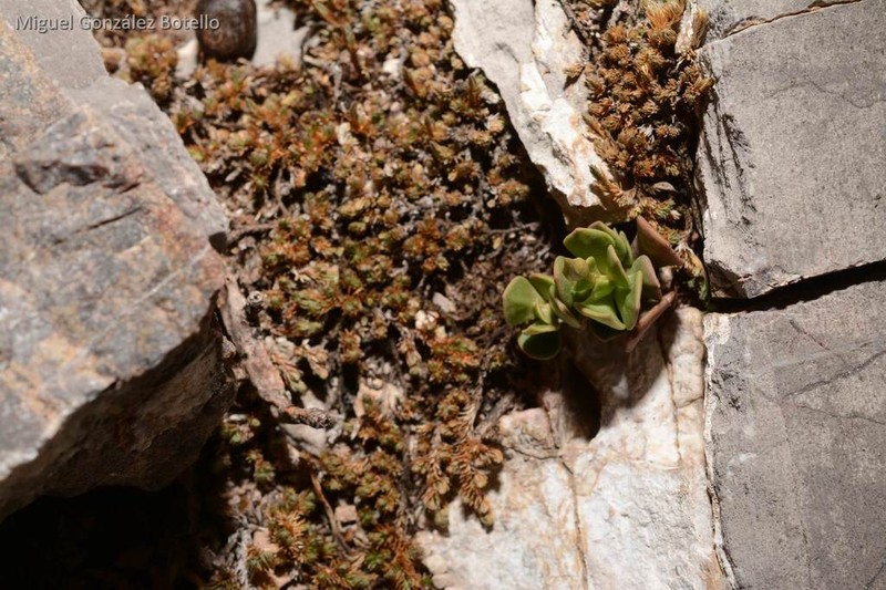 Anacampseros coahuilensis photo 7