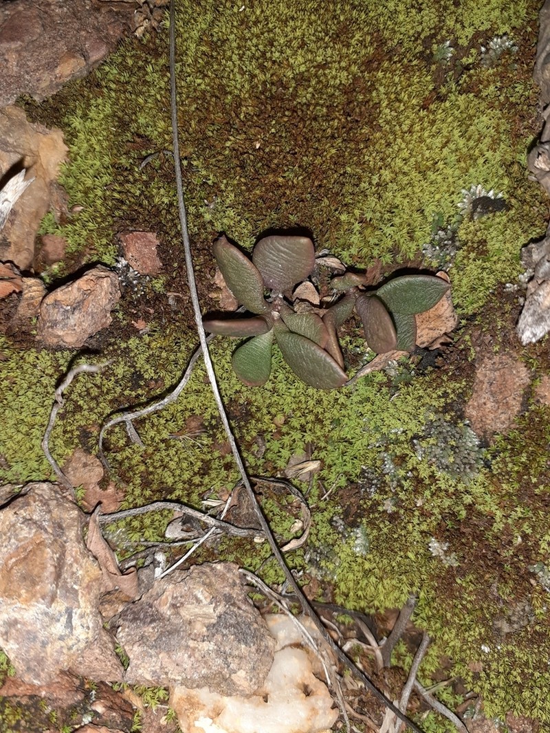 Anacampseros coahuilensis photo 8