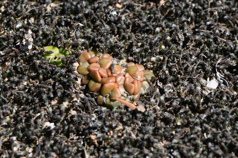 Anacampseros comptonii photo 2