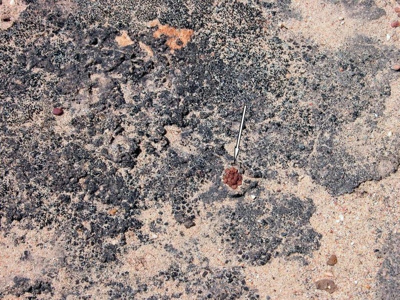 Anacampseros comptonii photo 6
