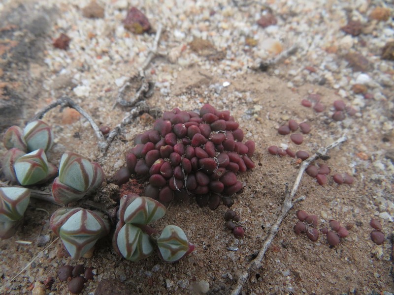 Anacampseros comptonii photo 7