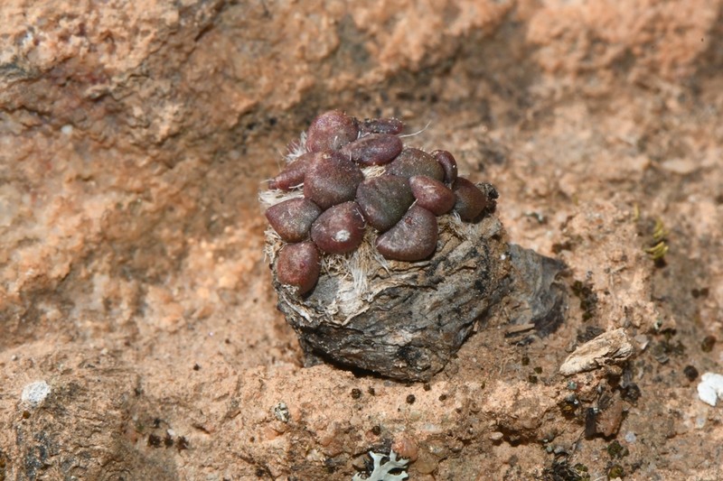 Anacampseros comptonii photo 8