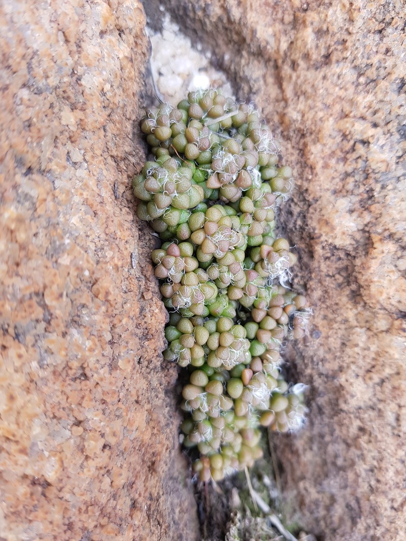 Anacampseros decapitata photo 3