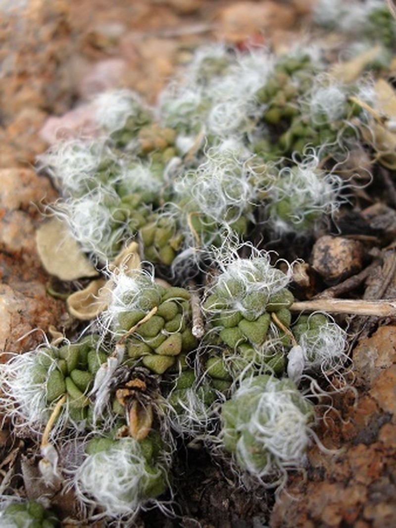 Anacampseros decapitata photo 4