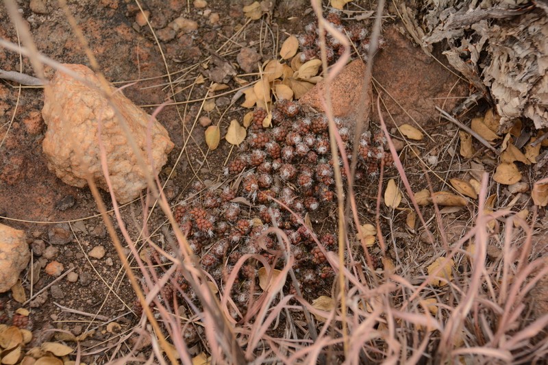 Anacampseros decapitata photo 5