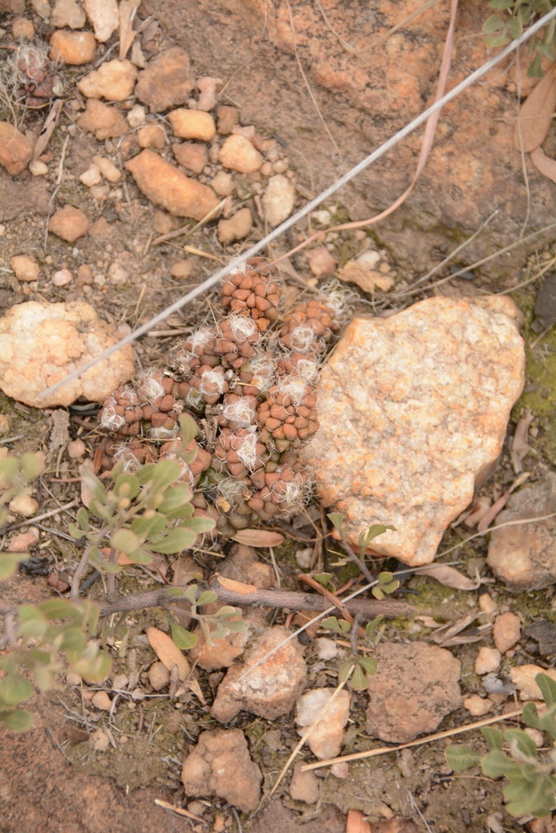 Anacampseros decapitata photo 6