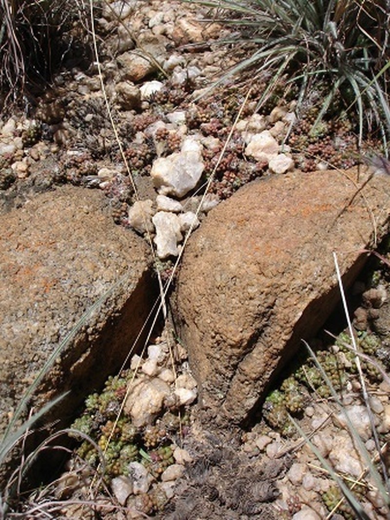 Anacampseros decapitata photo 7