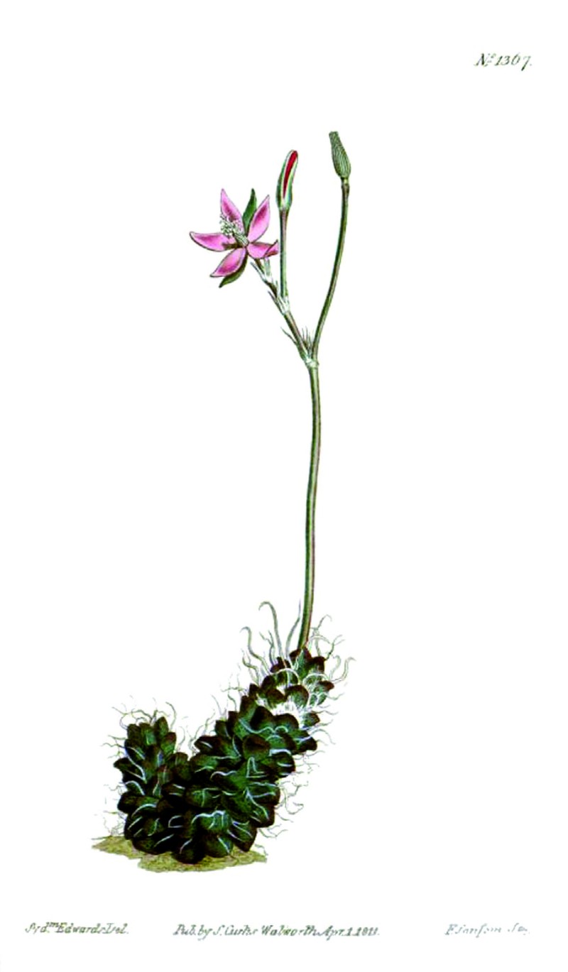Anacampseros filamentosa