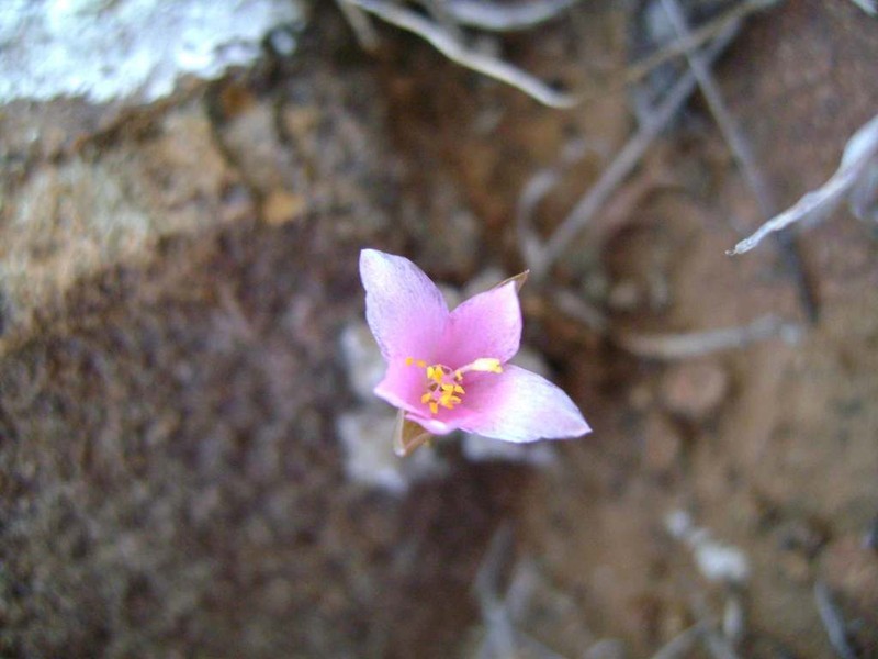 Anacampseros filamentosa photo 5