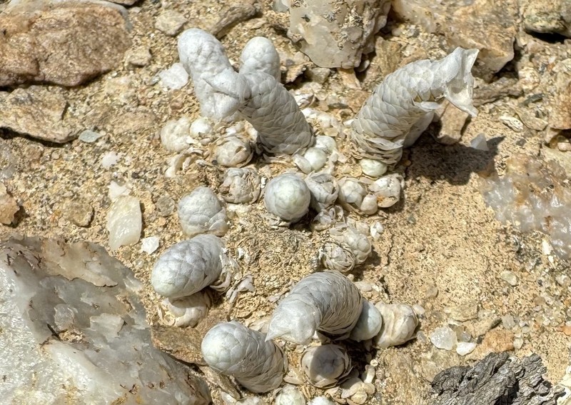 Anacampseros gariepensis