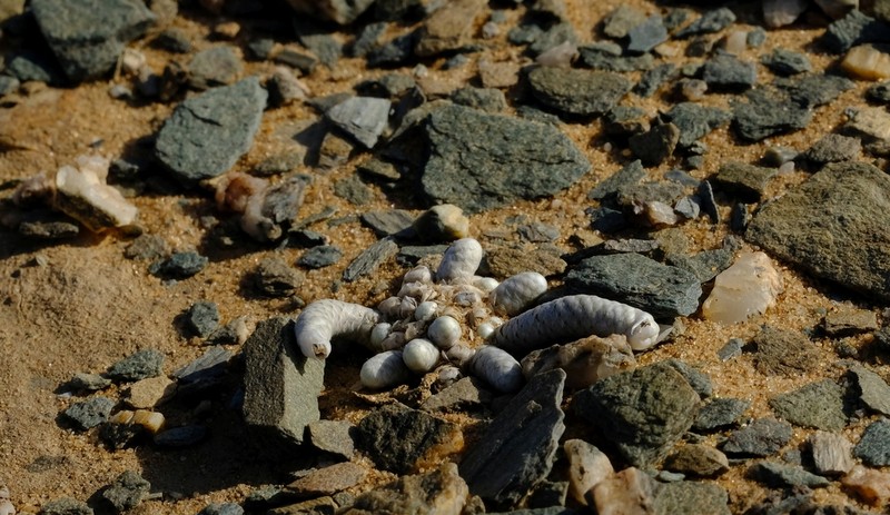 Anacampseros gariepensis photo 2