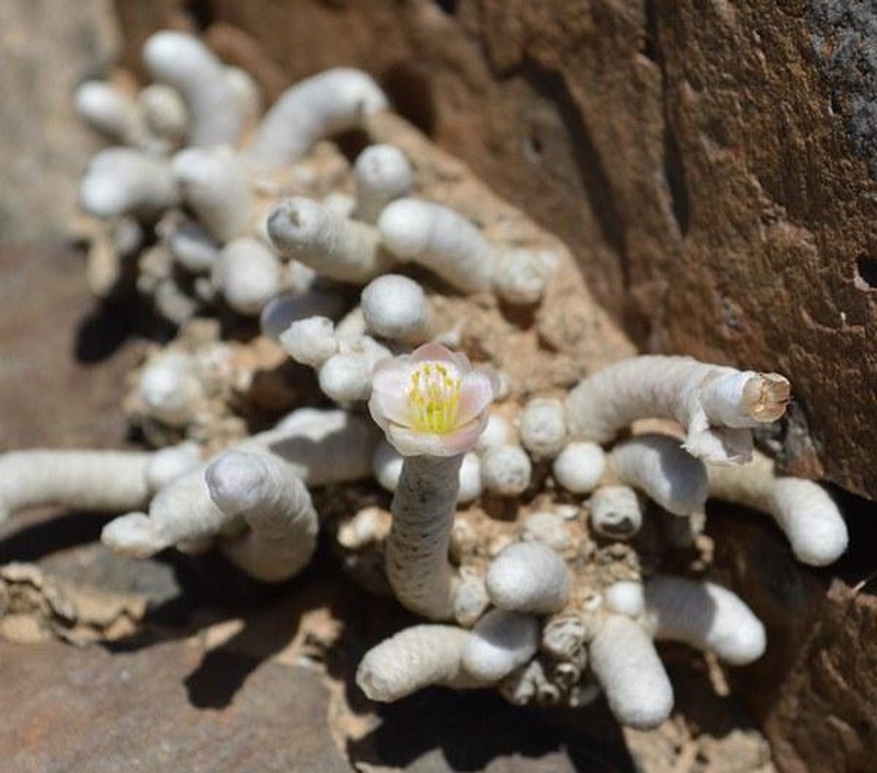 Anacampseros gariepensis photo 3