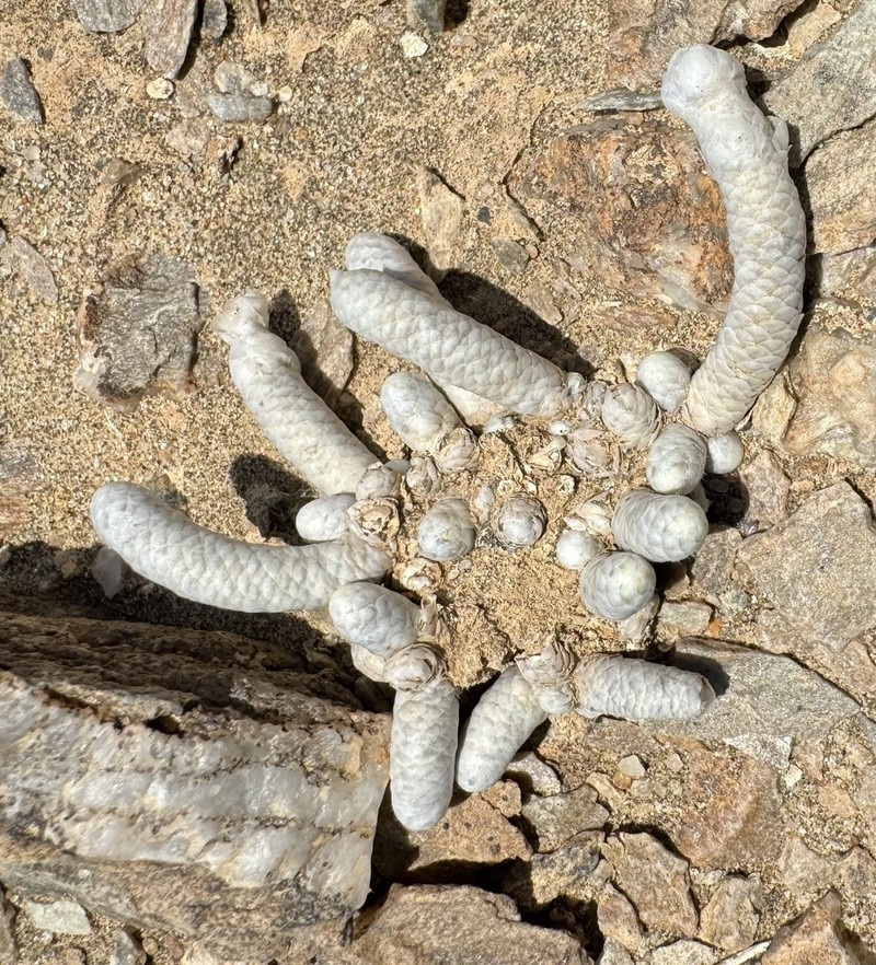 Anacampseros gariepensis photo 4
