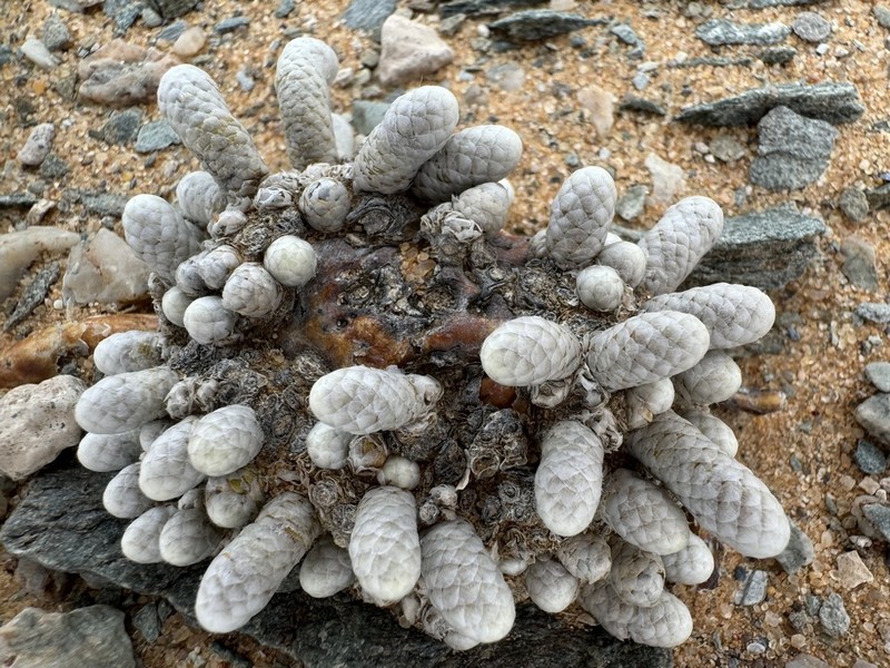 Anacampseros gariepensis photo 5