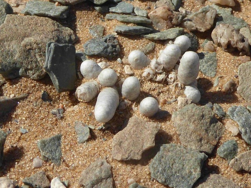 Anacampseros gariepensis photo 6