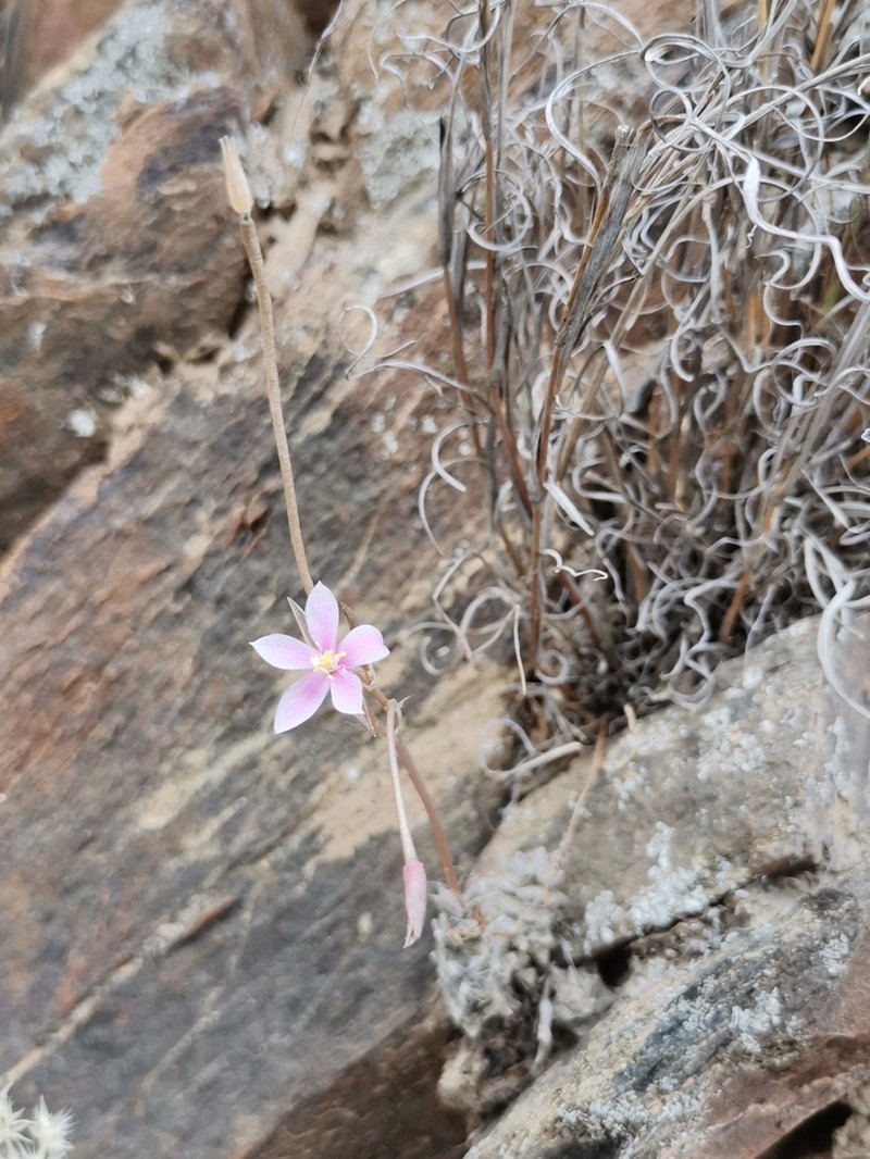 Anacampseros gracilis photo 4