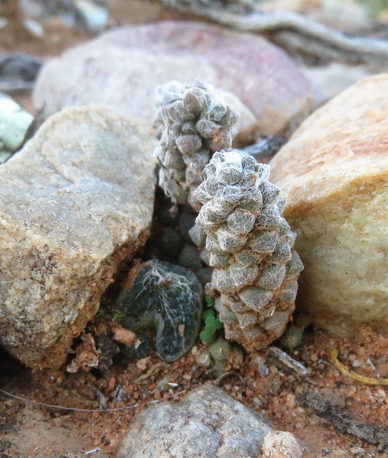 Anacampseros gracilis photo 5
