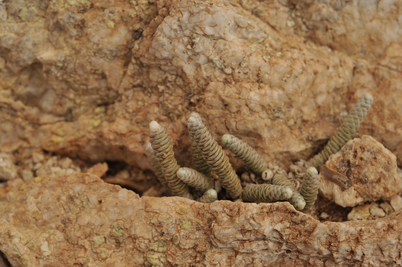 Anacampseros grisea